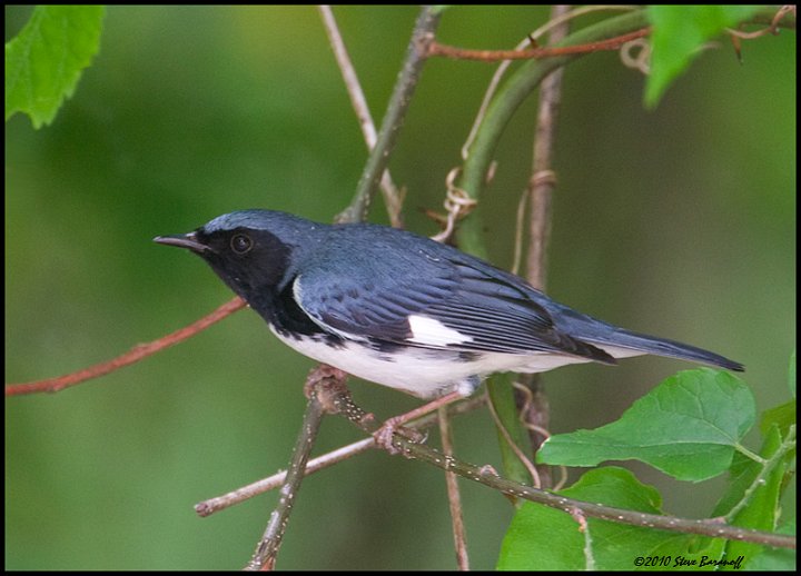 _0SB0203 black-throated blue warbler.jpg